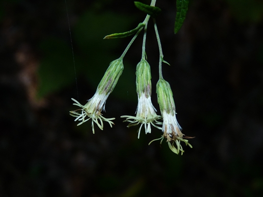 {Brickellia eupatorioides}